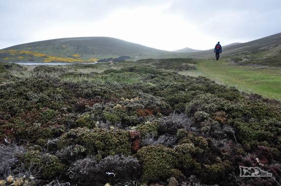 Caminhando em Carcass Island, no noroeste das Ilhas Malvinas